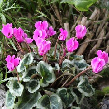 Cyclamen persicum Outsider 'Lilac'