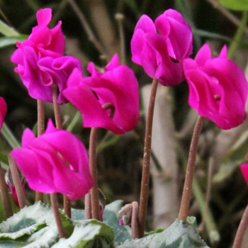 Cyclamen persicum 'Deep Purple' 