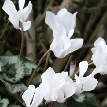 Cyclamen persicum 'White' 