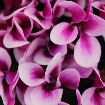 Cyclamen persicum 'Shine Purple' 