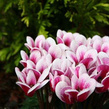 Cyclamen persicum Goblet 'Shine Wine Red'