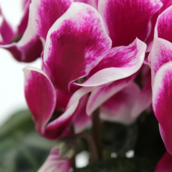 Cyclamen persicum 'Shine Purple' 