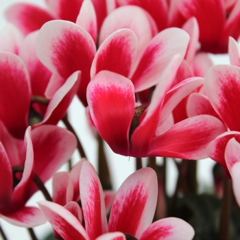 Cyclamen persicum Melody Outdoor® 'Shine Scarlet'