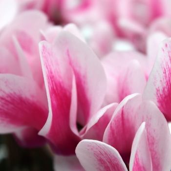 Cyclamen persicum 'Shine Pink' 