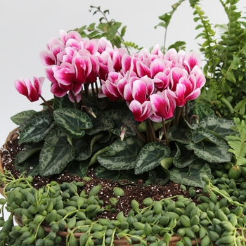 Cyclamen persicum Melody Outdoor® 'Shine Wine Red'