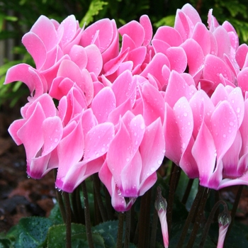 Cyclamen persicum Melody Outdoor® 'Salmon Flamed'