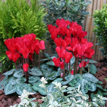 Cyclamen persicum Melody Outdoor® 'Red'