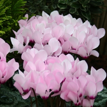 Cyclamen persicum Melody Outdoor® 'Light Pink Eye'