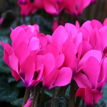 Cyclamen persicum Melody Outdoor® 'Pink'