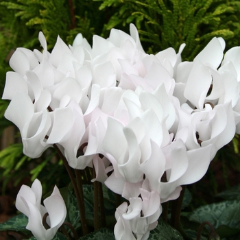 Cyclamen persicum Melody Outdoor® 'White'