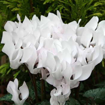 Cyclamen persicum 'White' 