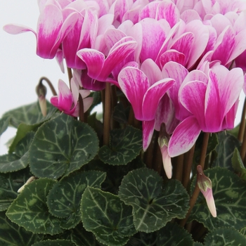 Cyclamen persicum 'Shine Purple' 