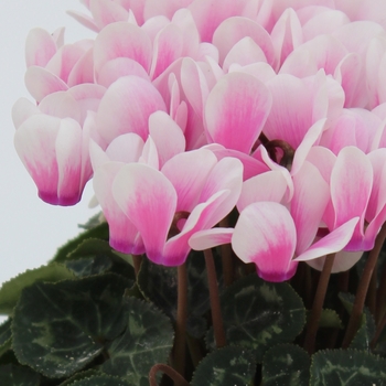 Cyclamen persicum 'Shine Pink' 