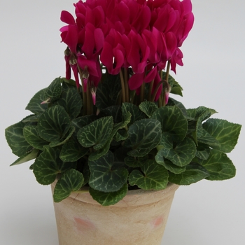 Cyclamen persicum 'Purple' 