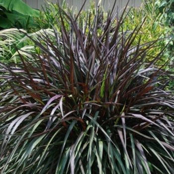 Pennisetum purpureum 'Princess Caroline' PP21464