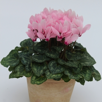 Cyclamen persicum 'Light Salmon Eye' 