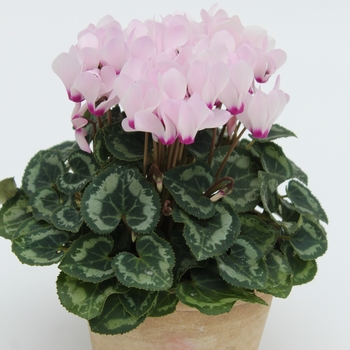 Cyclamen persicum 'Light Pink Eye' 