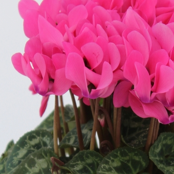 Cyclamen persicum Facila Summer 'Rose'