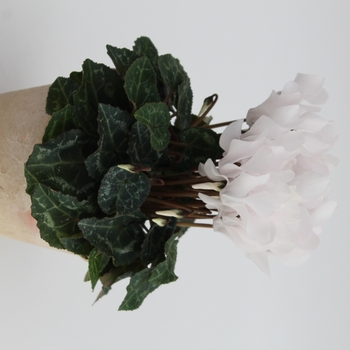 Cyclamen persicum 'White' 