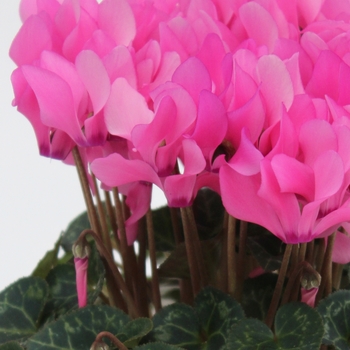 Cyclamen persicum Facila Winter 'Light Pink'