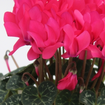 Cyclamen persicum Facila Winter 'Neon Rose'