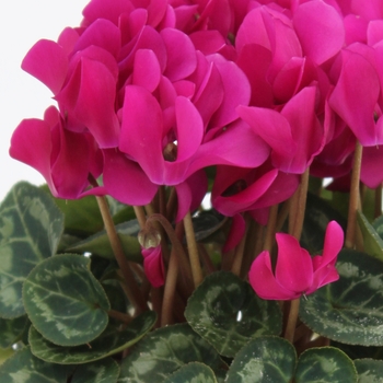 Cyclamen persicum Facila Winter 'Purple'