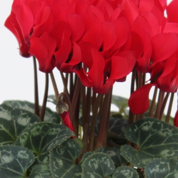 Cyclamen persicum Facila Winter 'Scarlet'