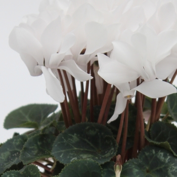 Cyclamen persicum 'White' 