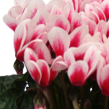 Cyclamen persicum Picola 'Shine Red'