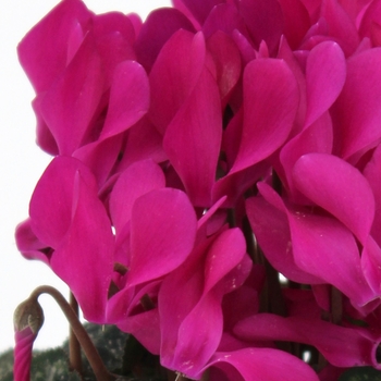 Cyclamen persicum 'Purple' 