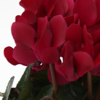 Cyclamen persicum Picola 'Wine Red'