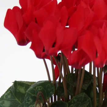 Cyclamen persicum 'Scarlet' 