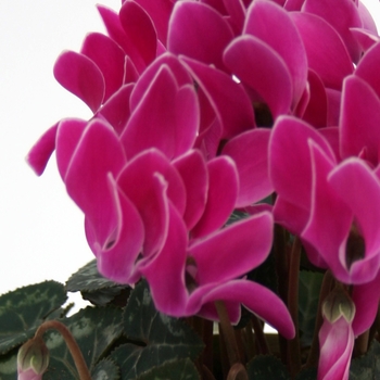 Cyclamen persicum Picola 'Purple Flame'