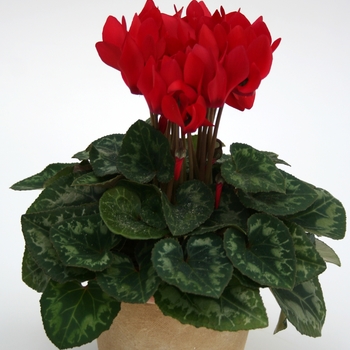 Cyclamen persicum 'Red' 