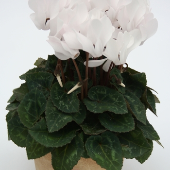 Cyclamen persicum 'White' 