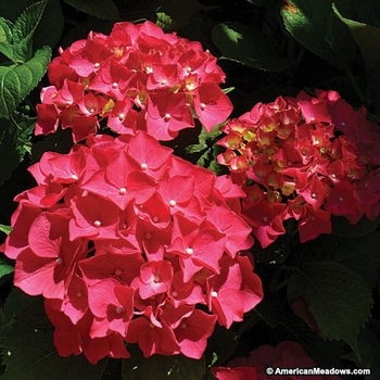 Hydrangea macrophylla 'Red Sensation' PP18197