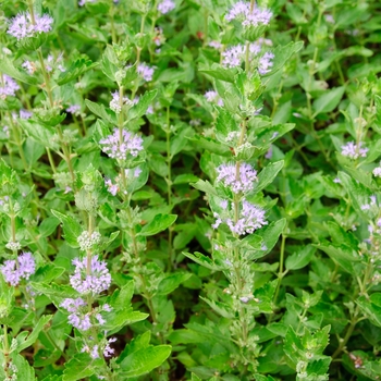 Caryopteris x clandonensis 'Blue Fountain' 'Novcaryfou'