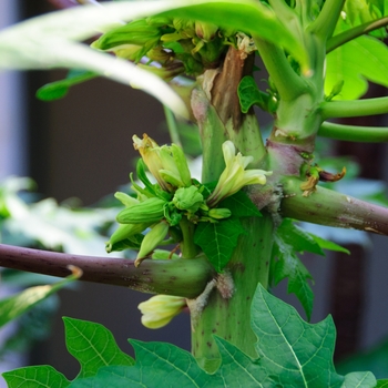 Carica papaya 'Red Lady' 