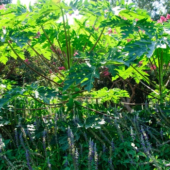 Carica papaya 'Red Lady'