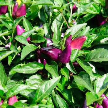 Capsicum annuum 'Purple-Orange' 