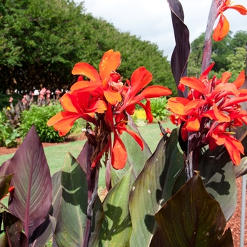 Canna 'Purple Haze' 