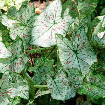 Caladium 'Strawberry Star' 