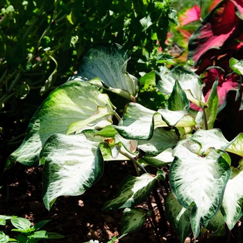 Caladium bicolor 'White Majesty' 