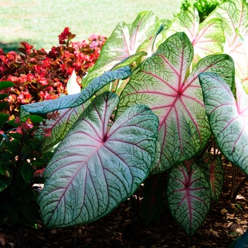 Caladium 'Summer Breeze'