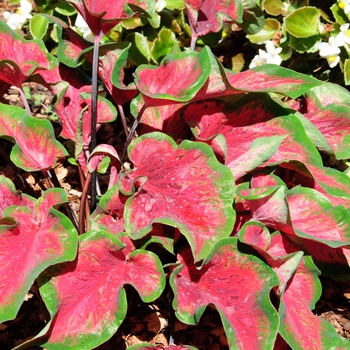 Caladium 'Rio Red'