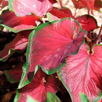 Caladium 'Red Glamour'