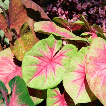 Caladium x hortulanum 'Lemon Blush'