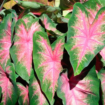 Caladium 'Classic Pink'