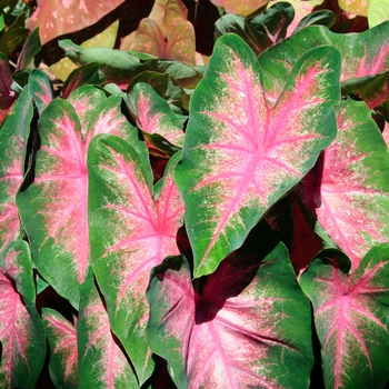 Caladium 'Classic Pink' 