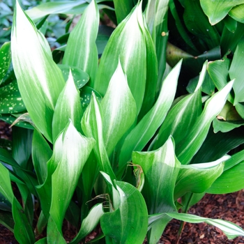 Aspidistra elatior 'Sekko Kan'